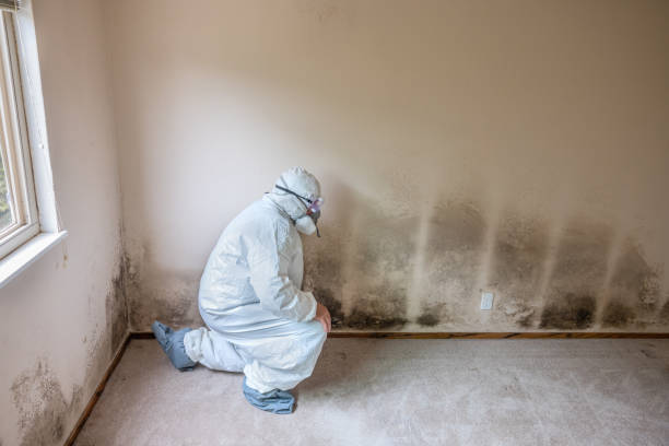 Trusted Burlington, IA Mold Remediation Experts