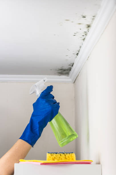 Best Preventive Mold Services in Burlington, IA